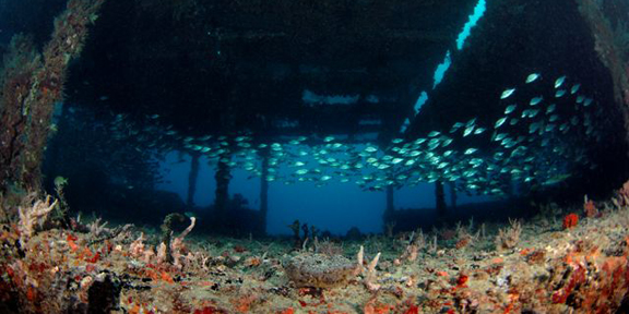 The Tracey ( or similar 60ft Wreck) and Reef (2 Tank OPEN WATER)