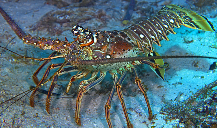 Lobster Mini-Season 2025