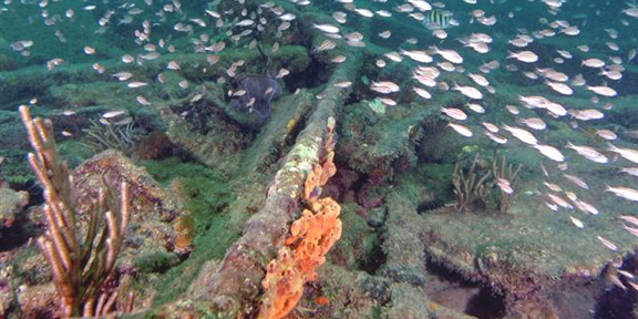 Copenhagen and Nursery Trip (2 Tank Open Water Level)