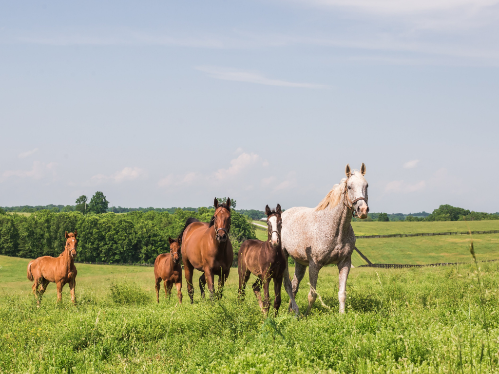 Private Experience at Darby Dan Farm