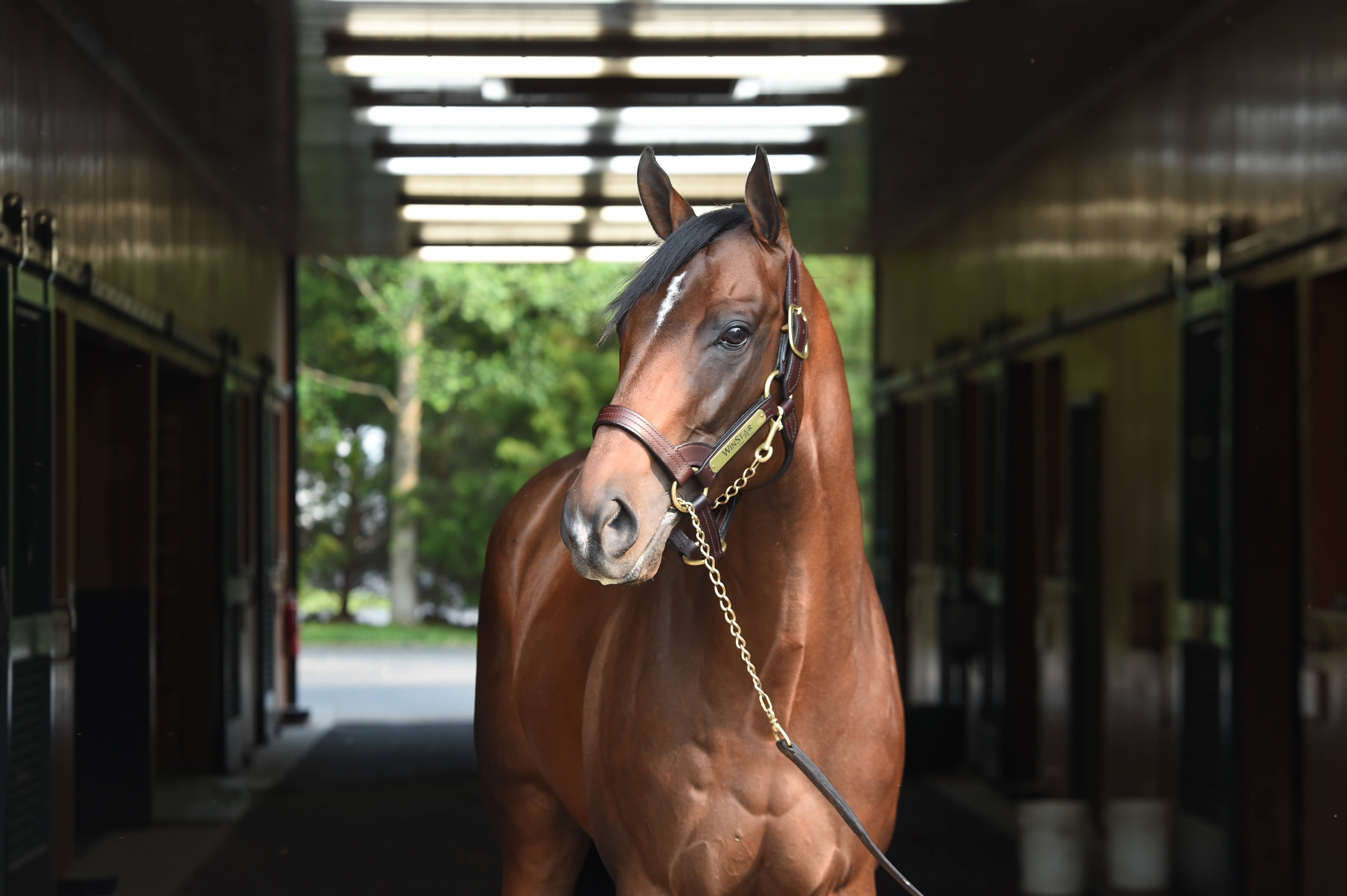 Private Meet the Stallion Experience at WinStar Farm