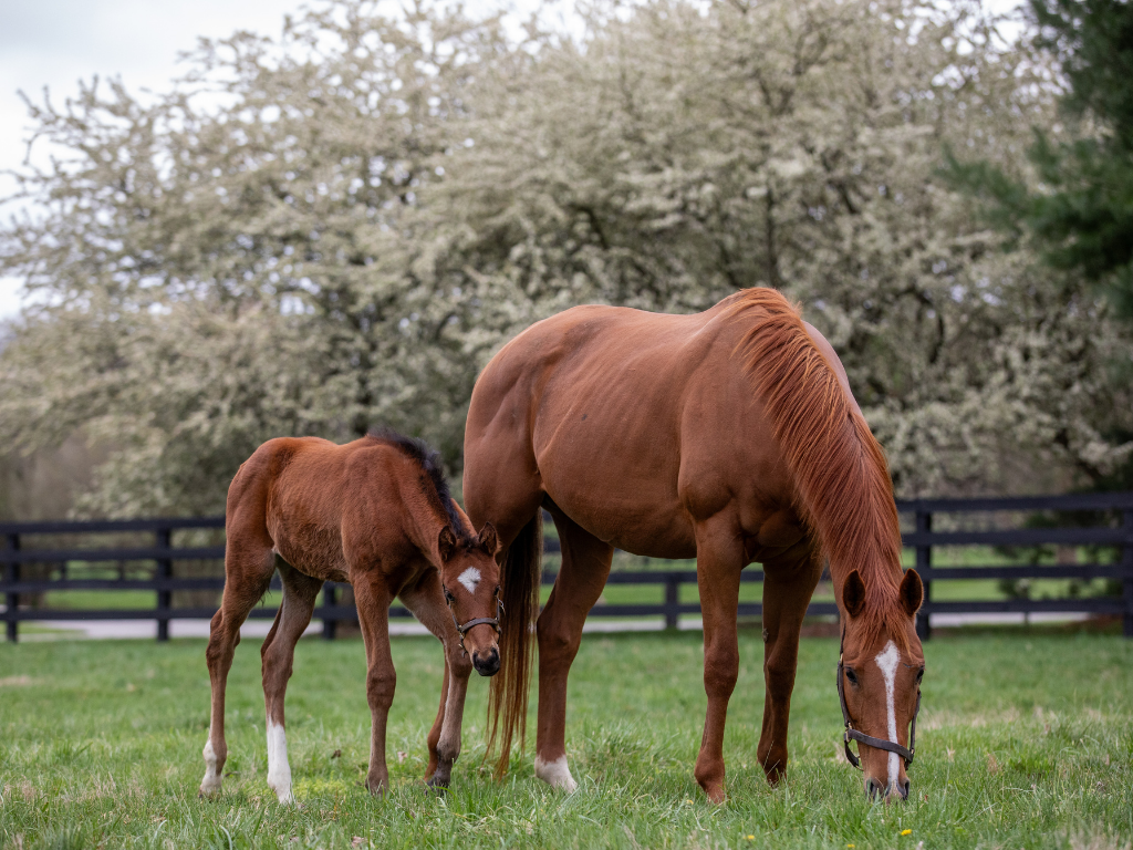 Visit Gainsborough Farm | Mares & Foals Shuttle Tour