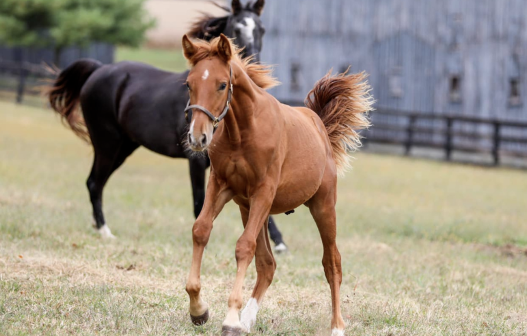 Visit the Kentucky Equine Adoption Center