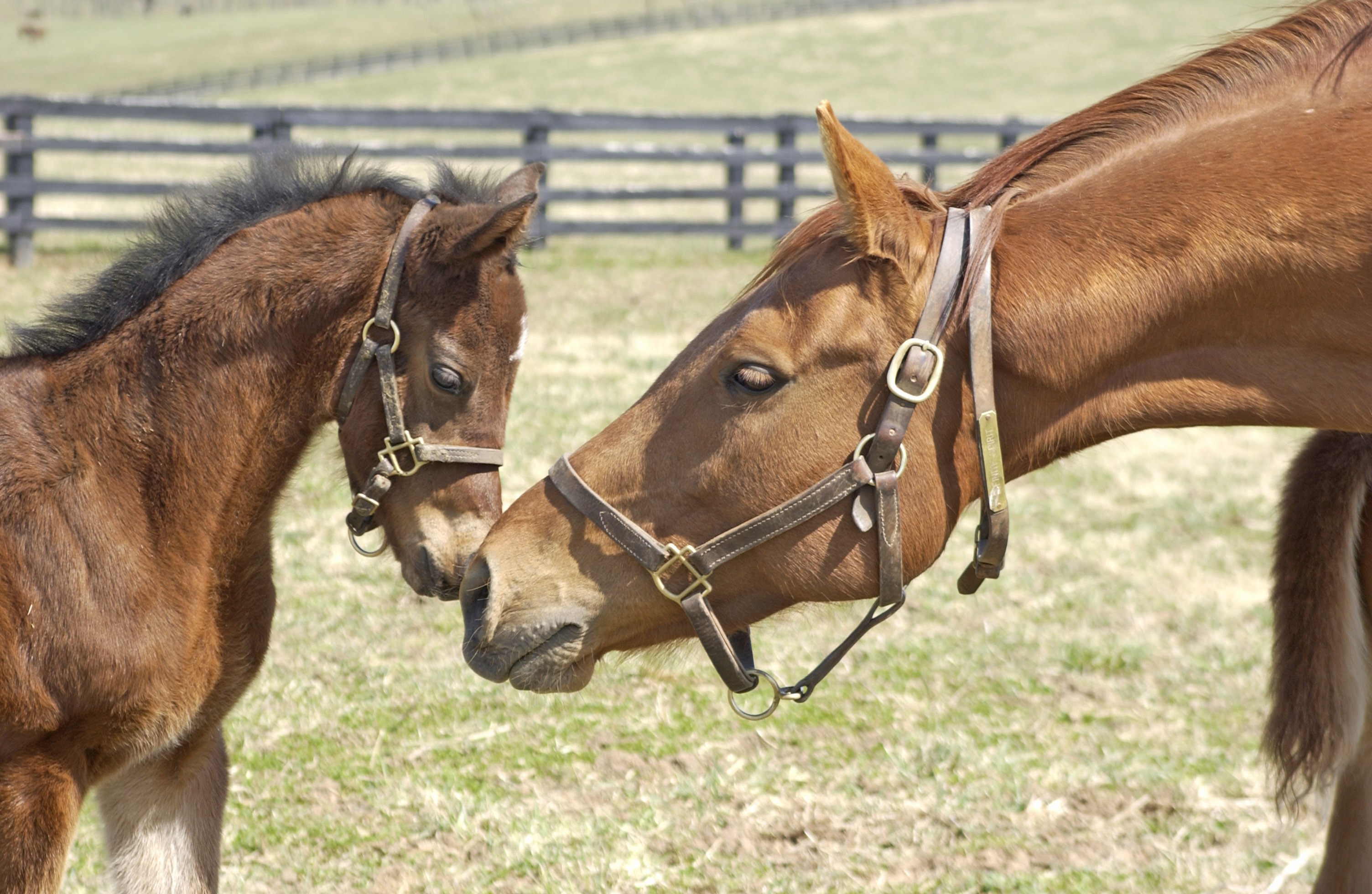 Visit Mill Ridge Farm