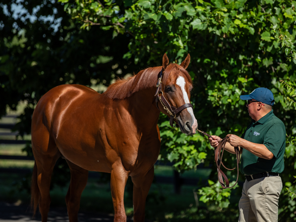 Visit Airdrie Stud