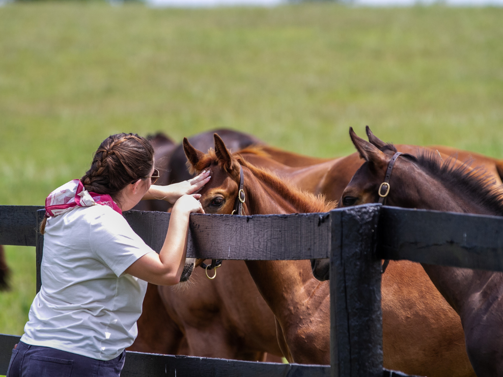 Visit Airdrie Stud