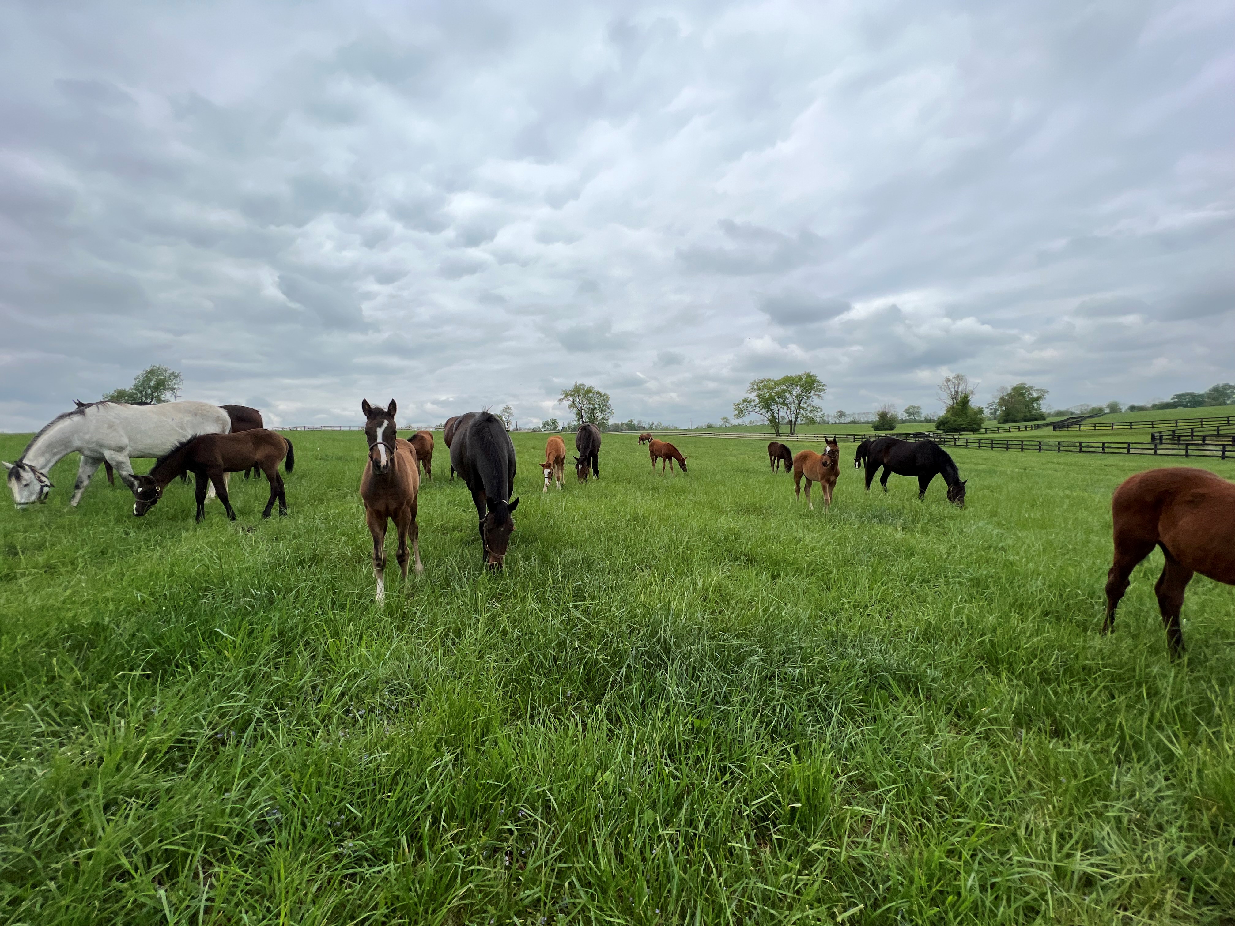 Visit Airdrie Stud