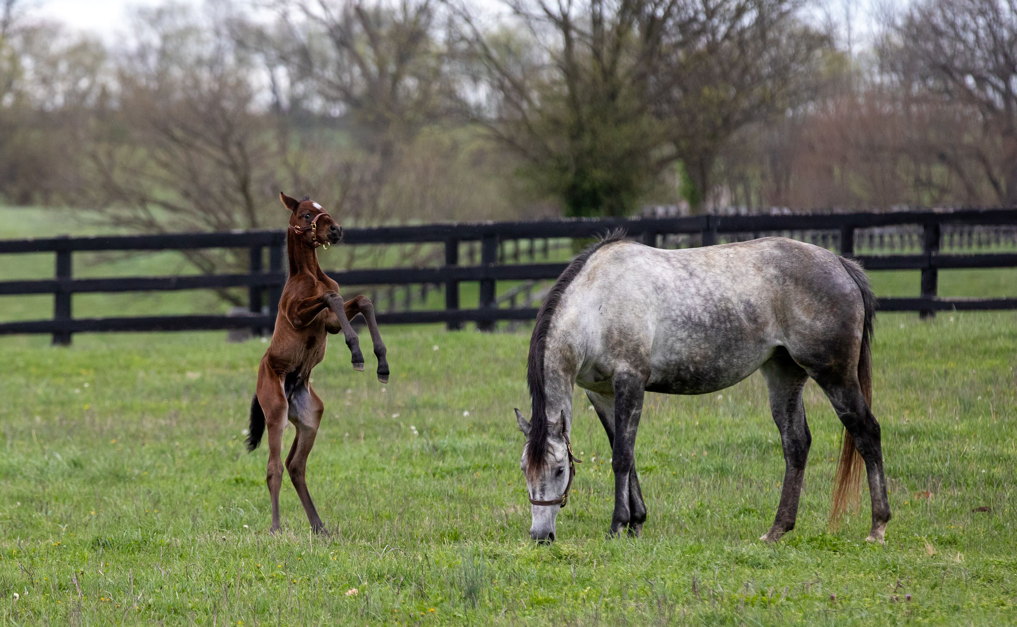 Visit Airdrie Stud