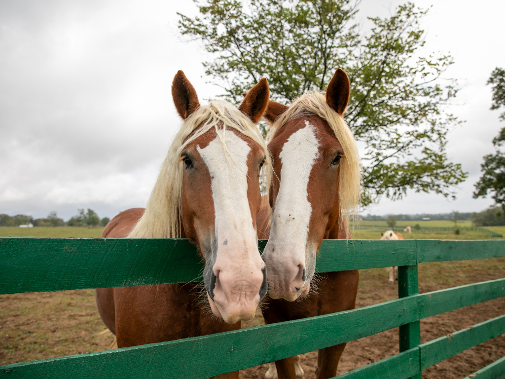 Visit BraveHearts Equine Center