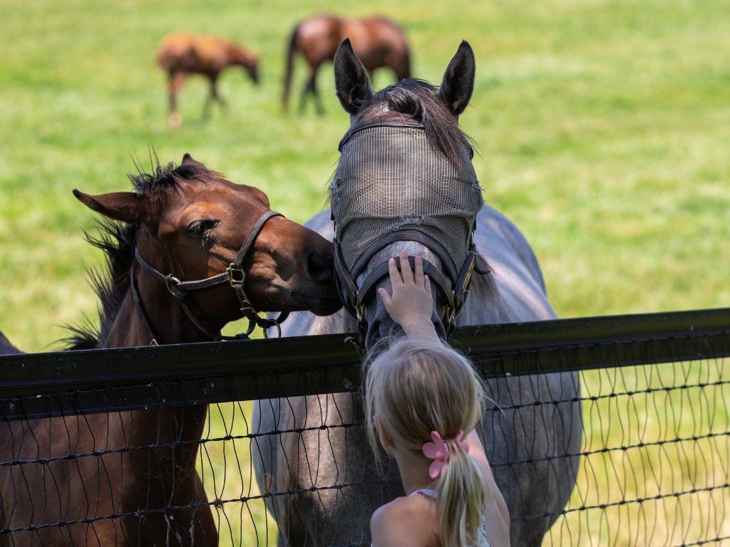 Visit Denali Stud 