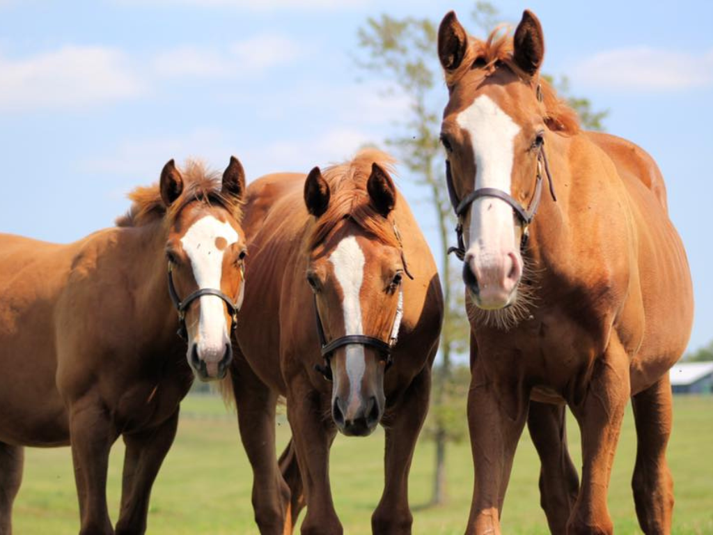 Visit Denali Stud 