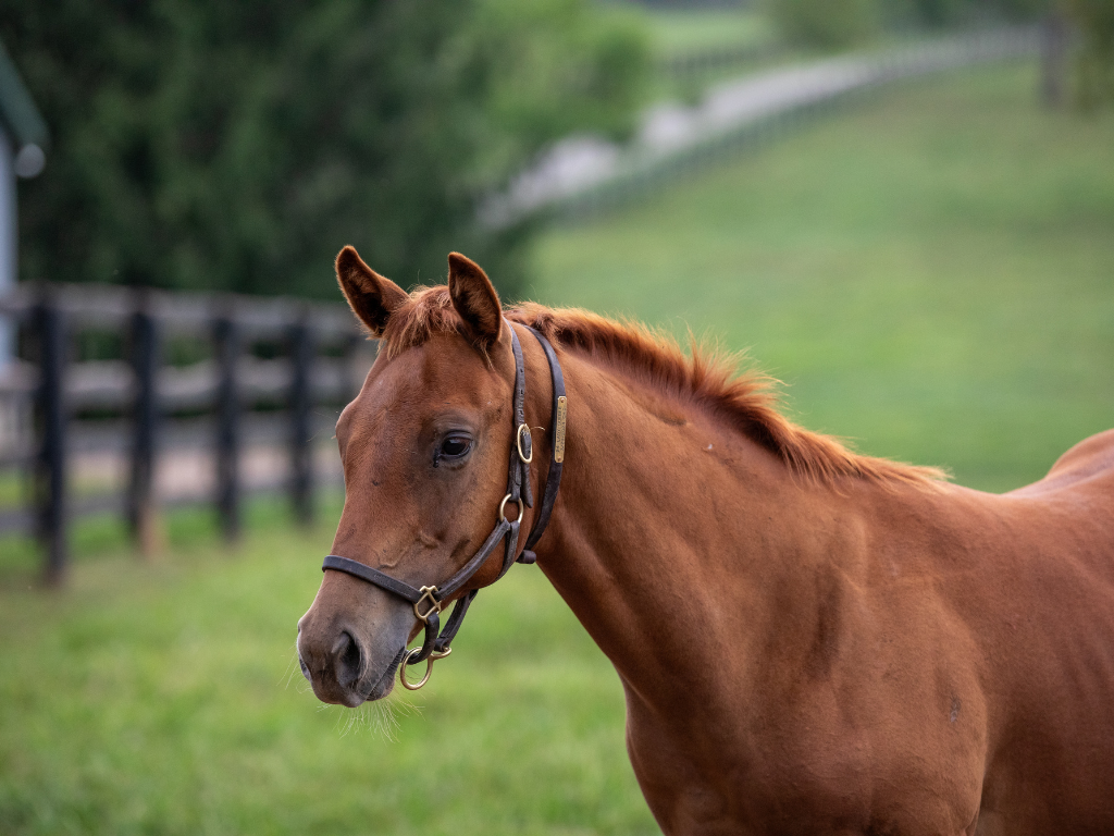 Visit Denali Stud 