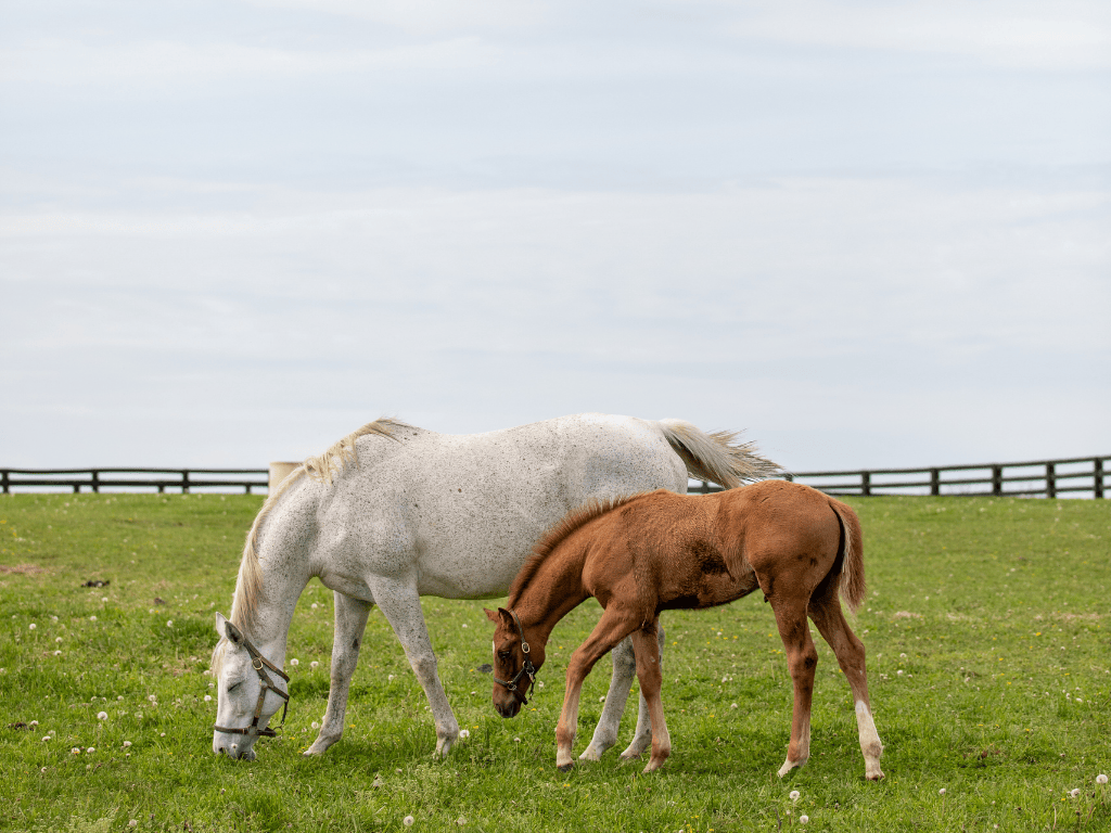 The Spendthrift Farm Shuttle Experience