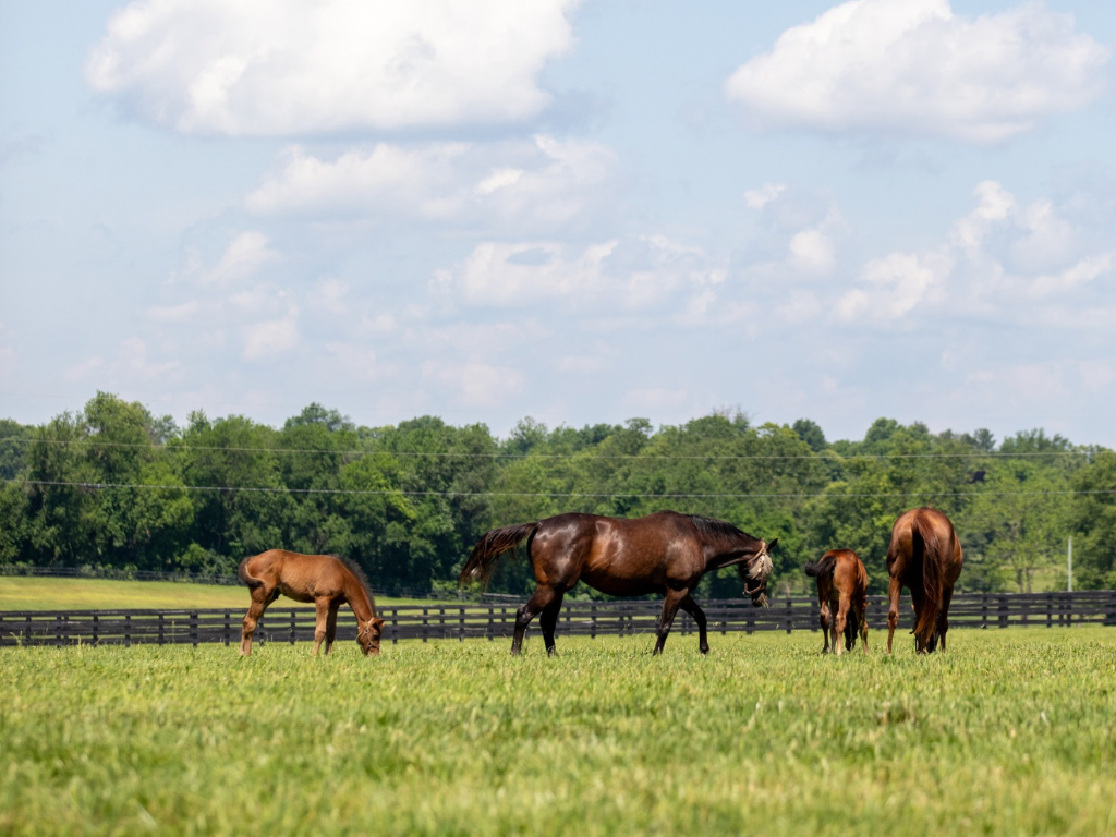 Extended Shuttle Tour of WinStar Farm