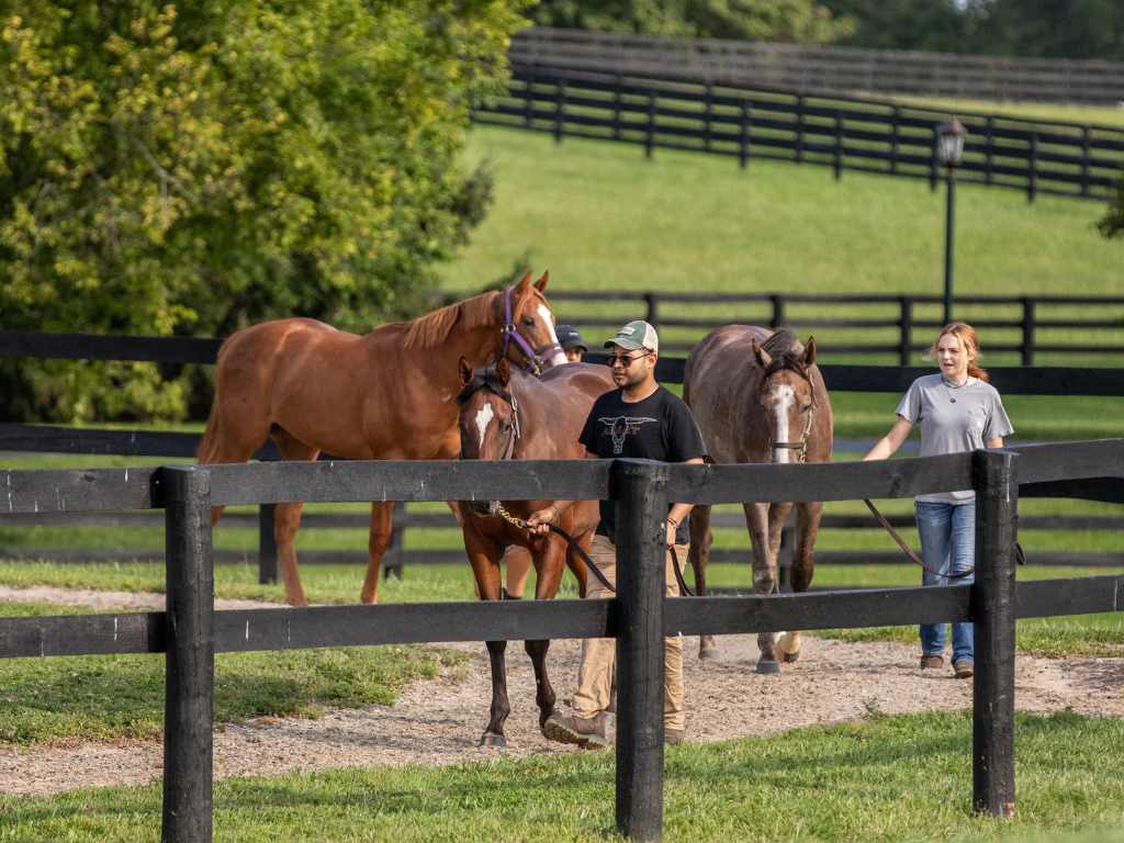 Private Yearling Sales Prep Experience at WinStar Farm