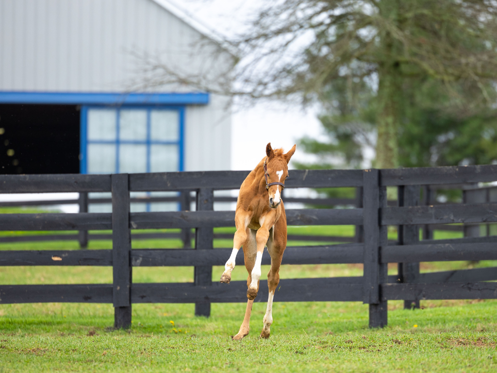 Pin Oak Stud Nursery Experience