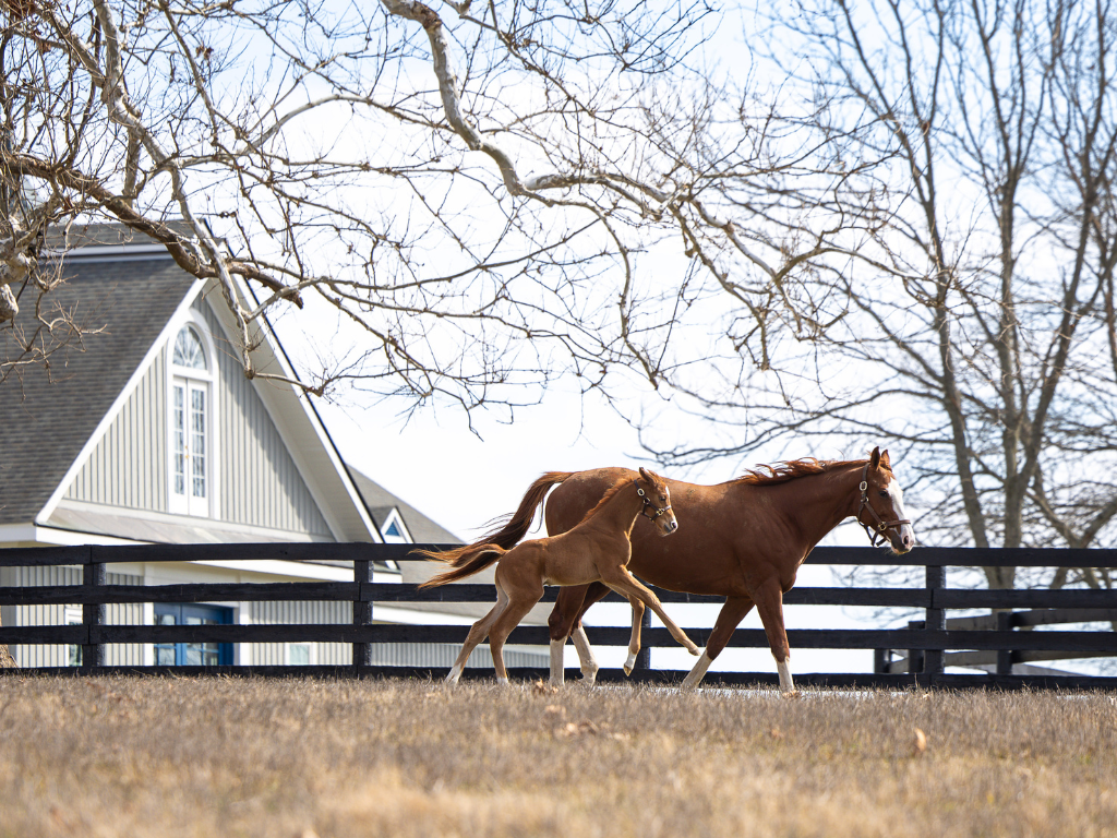 Pin Oak Stud Nursery Experience