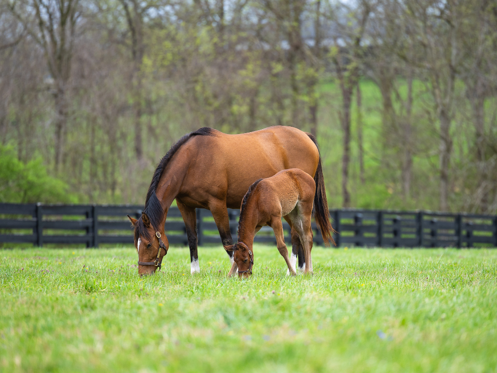 Pin Oak Stud Nursery Experience