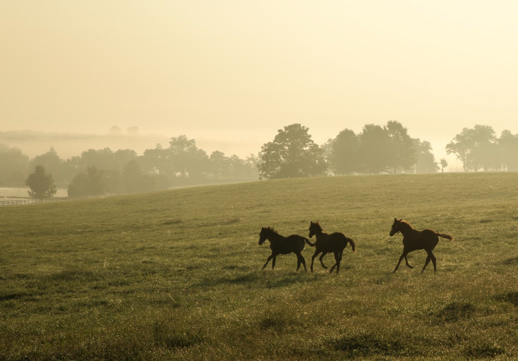 Sunset Walking Tour at WinStar Farm