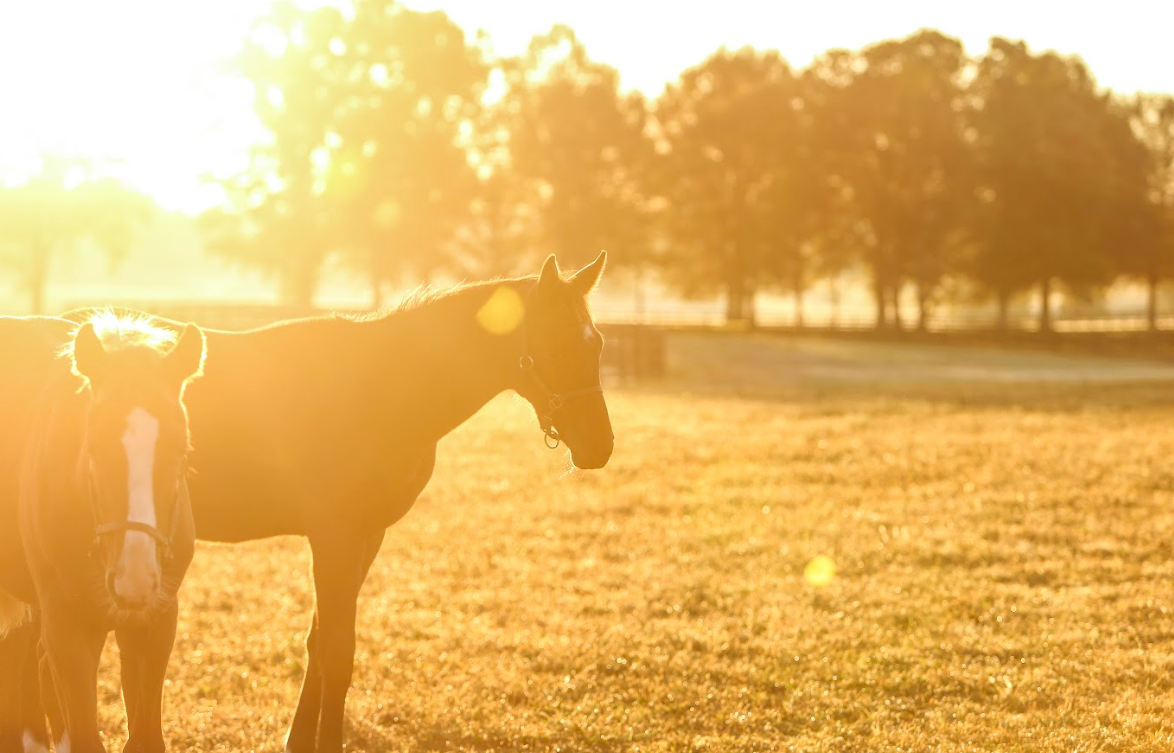 Sunset Walking Tour at WinStar Farm